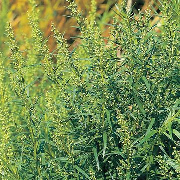 Artemisia dracunculus