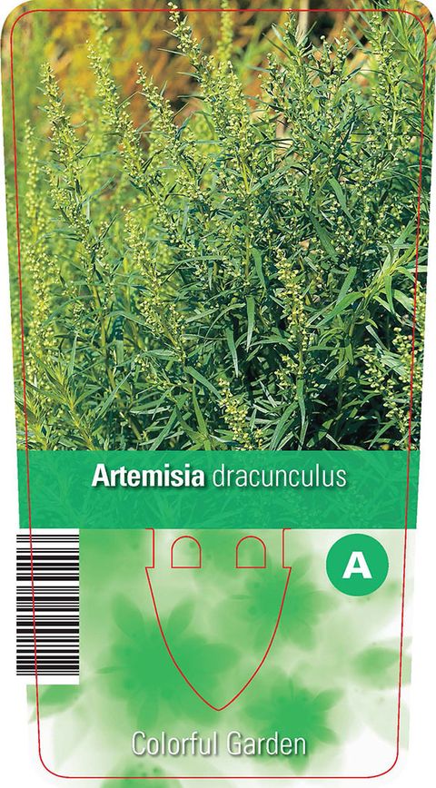 Artemisia dracunculus