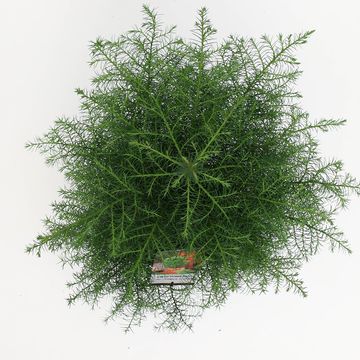 Cryptomeria japonica 'Elegans Viridis'