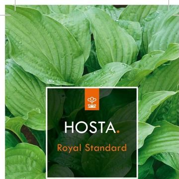 Hosta 'Royal Standard'