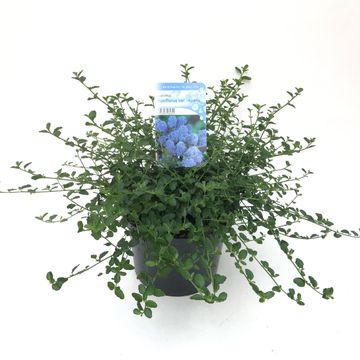 Ceanothus thyrsiflorus repens