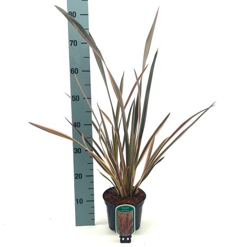 Phormium 'Maori Queen'