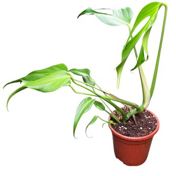 Monstera 'Burle Marx Flame'