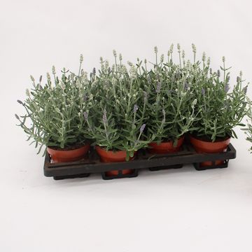 Lavandula MIX IN POT
