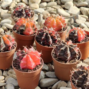 Gymnocalycium mihanovichii 'Variegata'
