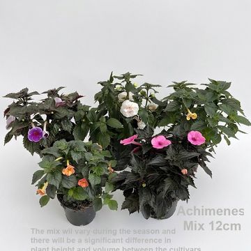 Achimenes MIX