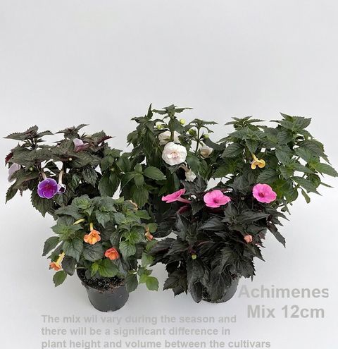 Achimenes MIX
