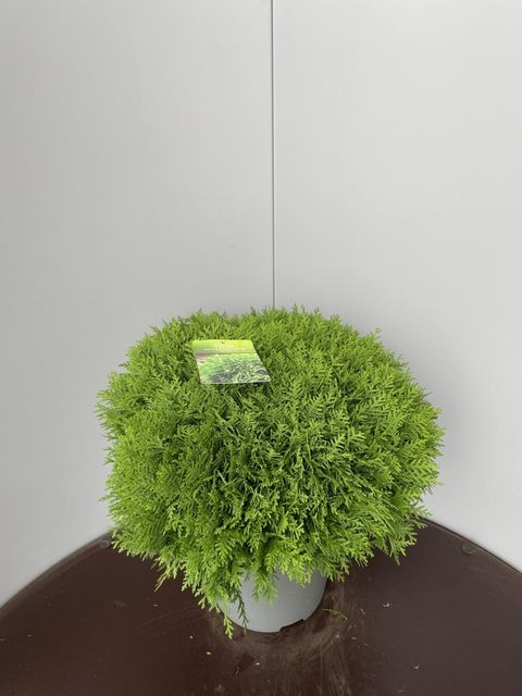 Thuja occidentalis 'Danica'