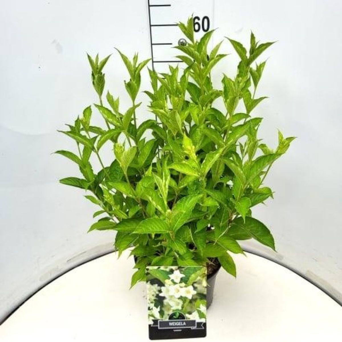 Weigela polish christmas