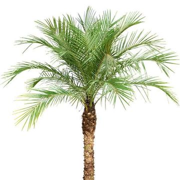 Phoenix roebelenii