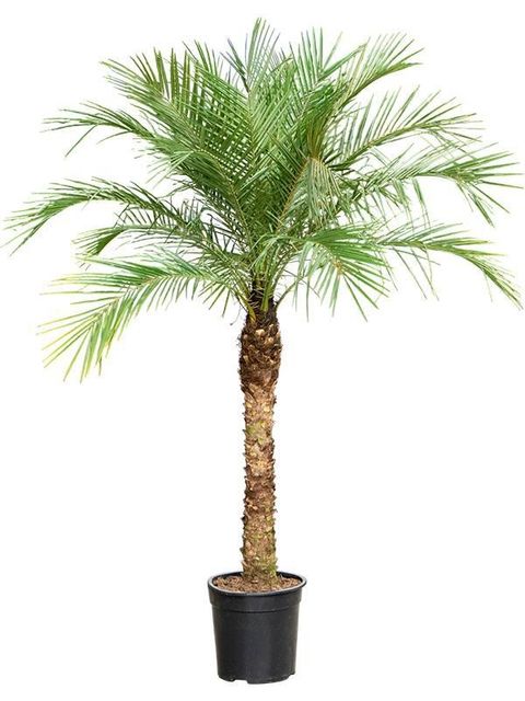 Phoenix roebelenii