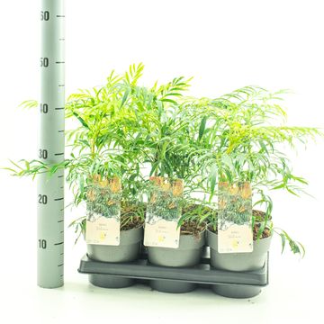 Mahonia VOLCANO