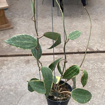 Hoya macrophylla