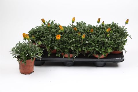 Gazania rigens 'Gelbe Jupiter'