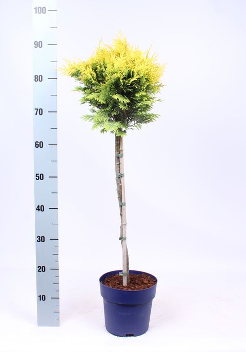 Chamaecyparis lawsoniana 'Stardust'