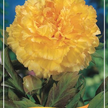 Paeonia suffruticosa MIX