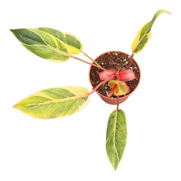 Filodendro 'Shady Lady'