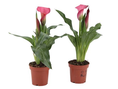 Zantedeschia 'Garnet Glow'