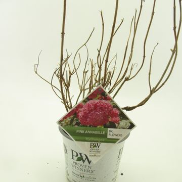 Hydrangea arborescens PINK ANNABELLE