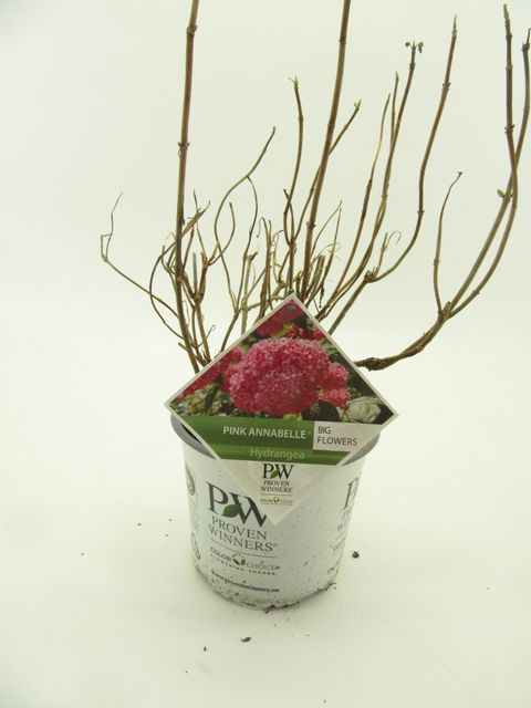 Hydrangea arborescens PINK ANNABELLE