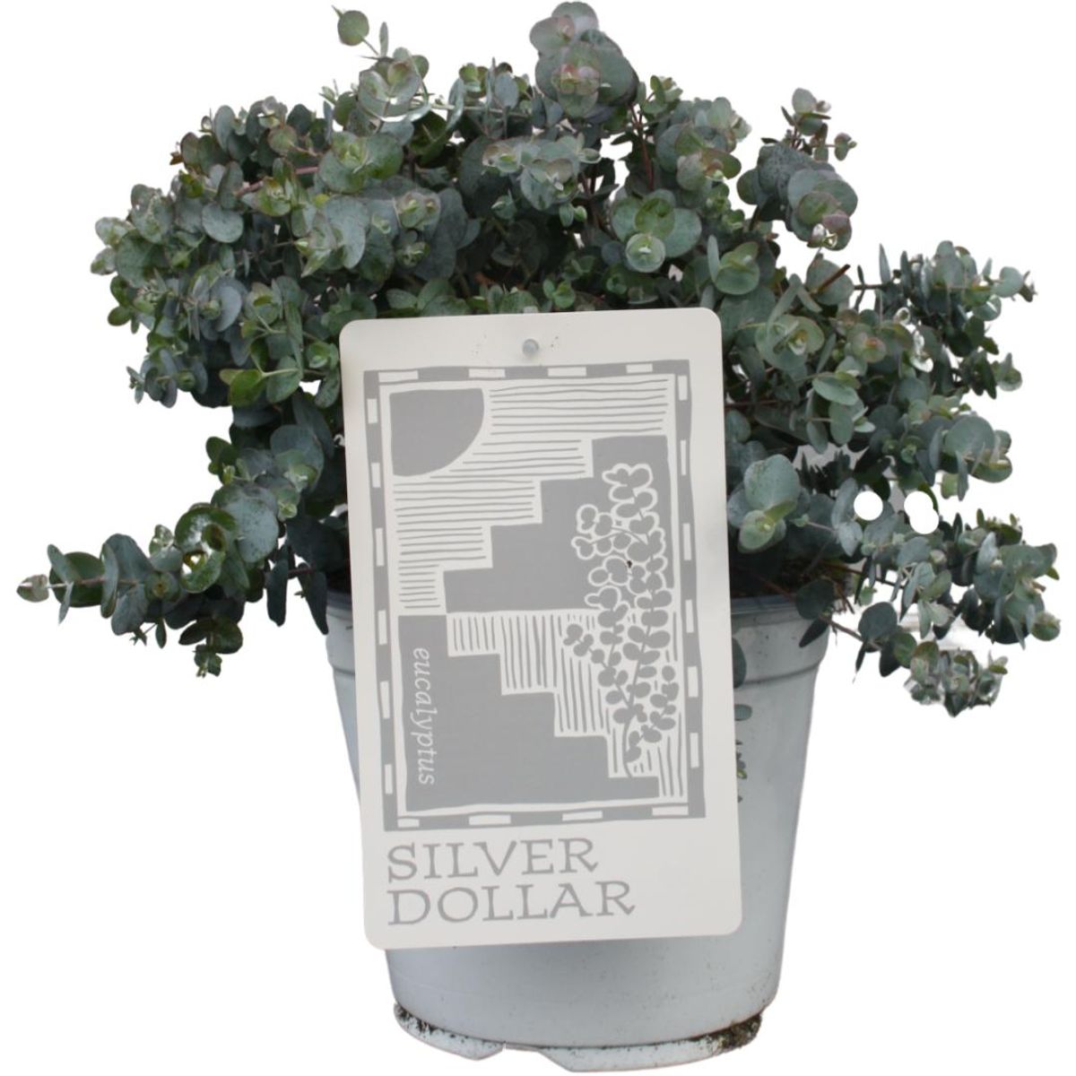 Eucalyptus Cinerea 'Silver Dollar' — Рослини оптом FlorAccess