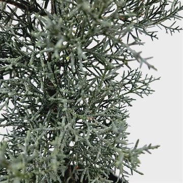 Cupressus arizonica 'Glauca'