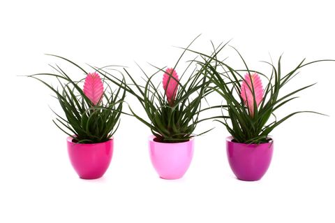 Tillandsia cyanea 'Anita'