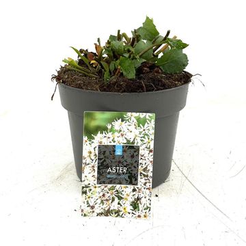 Aster divaricatus