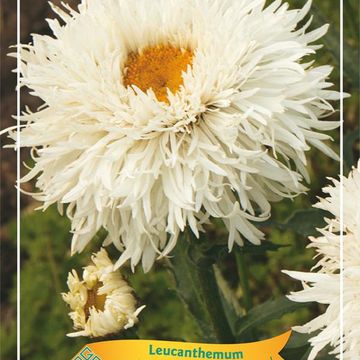 Leucanthemum OOH LA LASPIDER