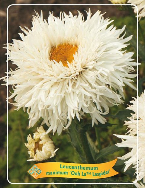 Leucanthemum OOH LA LASPIDER