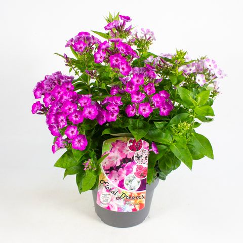 Phlox MIX IN POT