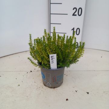 Erica carnea WINTERLADIES WHITE