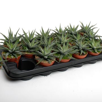 Haworthia fasciata 'Concolor'