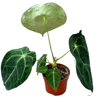 Anthurium forgetii SILVER