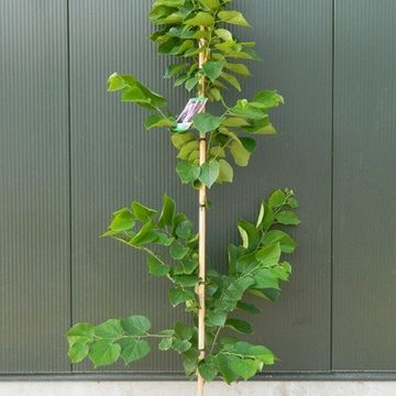 Cercis chinensis 'Avondale'