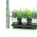 Ceanothus 'Blue Diamond'
