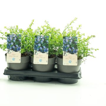 Ceanothus 'Blue Diamond'