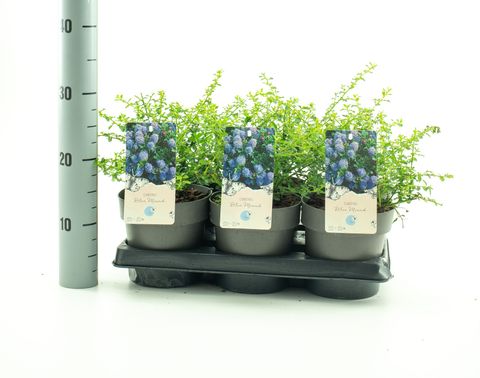 Ceanothus 'Blue Diamond'