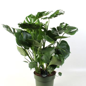 Monstera deliciosa