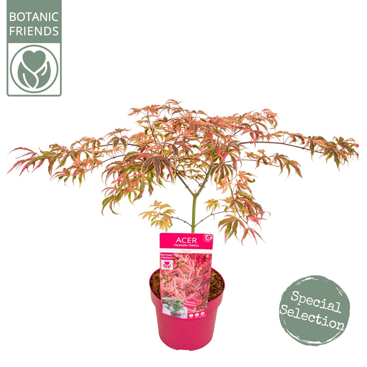 Acer Palmatum 'Shirazz Dream' — Plant Wholesale FlorAccess