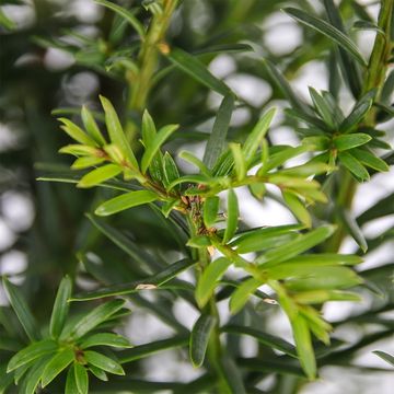 Taxus baccata