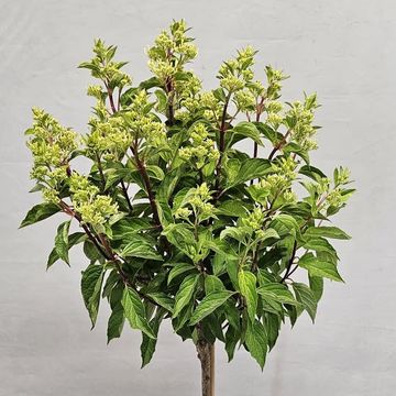 Hydrangea paniculata GARDENLIGHTS REDLIGHT