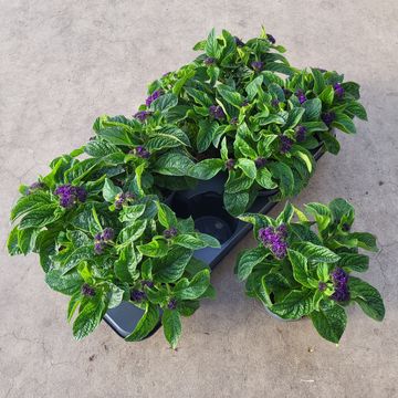 Heliotropium arborescens MIX