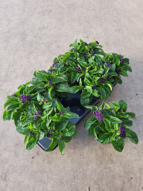 Heliotropium arborescens MIX