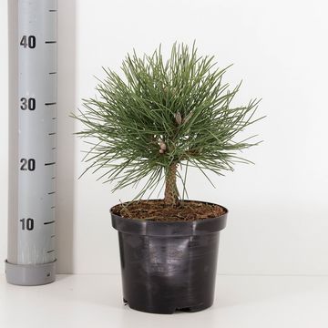 Pinus nigra 'Nana'