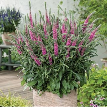 Veronica spicata ANNIVERSARY ROSE