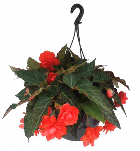 Begonia I'CONIA MISS MALIBU