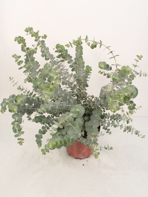 Eucalyptus pulverulenta 'Blue Fountain'