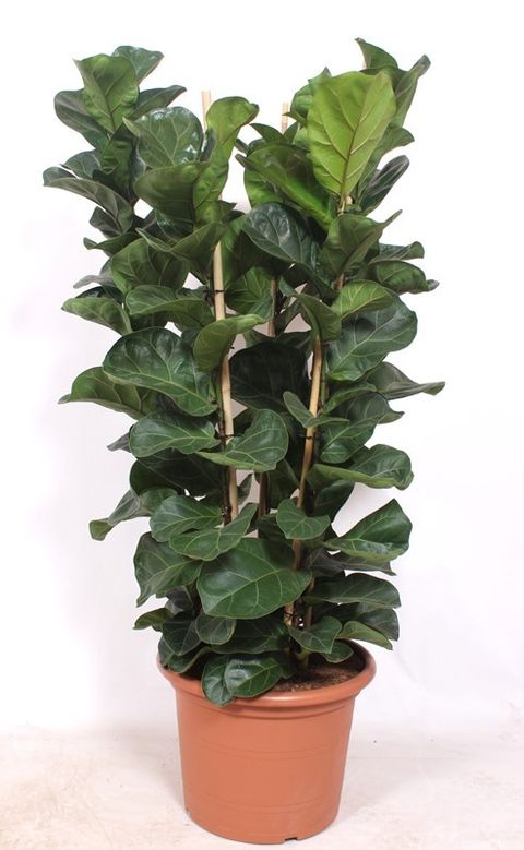 Ficus lyrata 'Bambino'