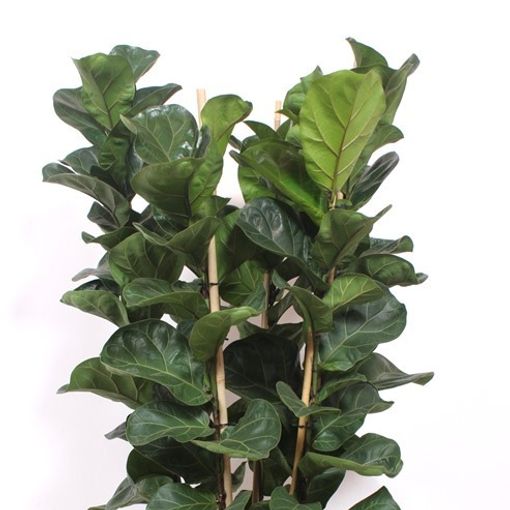 Ficus lyrata 'Bambino'